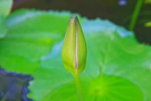 lotus blossoms or water lily flowers blooming on pond