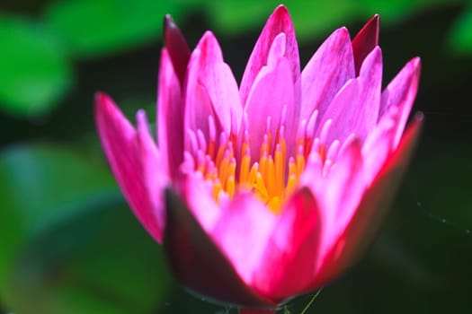 lotus blossoms or water lily flowers blooming on pond