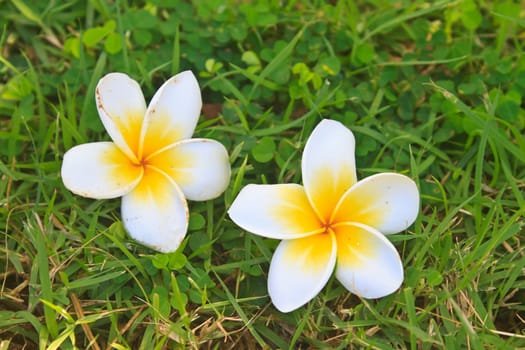 Beautiful Plumeria or Frangipani Flowers on Green grass