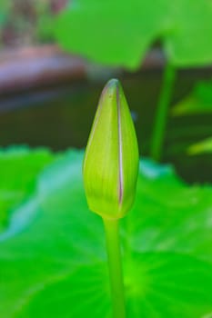 lotus blossoms or water lily flowers blooming on pond