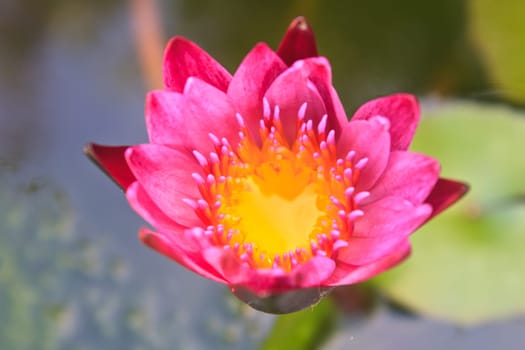 lotus blossoms or water lily flowers blooming on pond