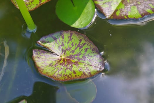 leaf of lotus on the pond in garden