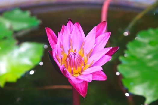 lotus blossoms or water lily flowers blooming on pond