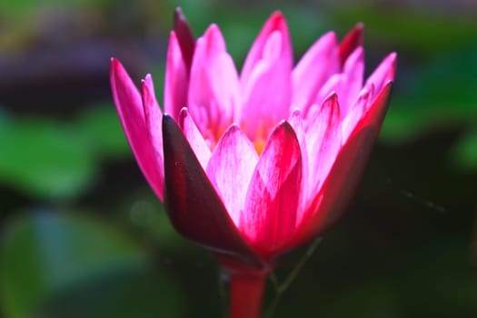 lotus blossoms or water lily flowers blooming on pond