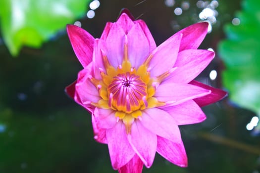 lotus blossoms or water lily flowers blooming on pond