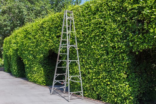 Aluminum ladder with wall green plant