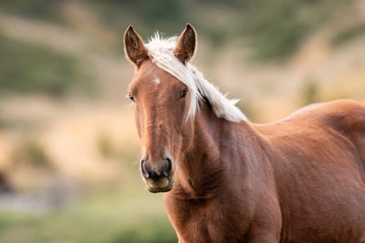 Horses in the Pyrenees in autumn in the countryside.