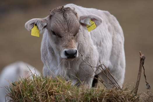 Cows in the Pyrenees in autumn in the countryside.