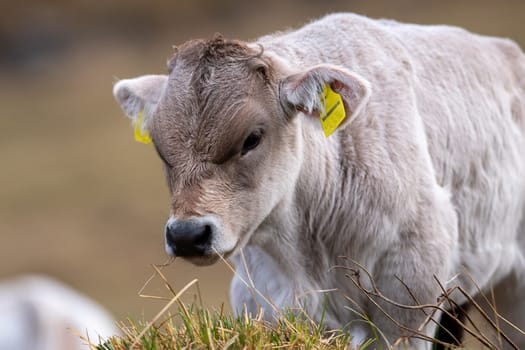 Cows in the Pyrenees in autumn in the countryside.