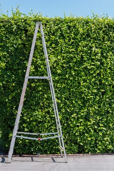 Aluminum ladder with wall green plant