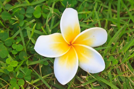 Beautiful Plumeria or Frangipani Flowers on Green grass