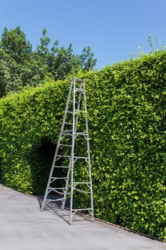 Aluminum ladder with wall green plant