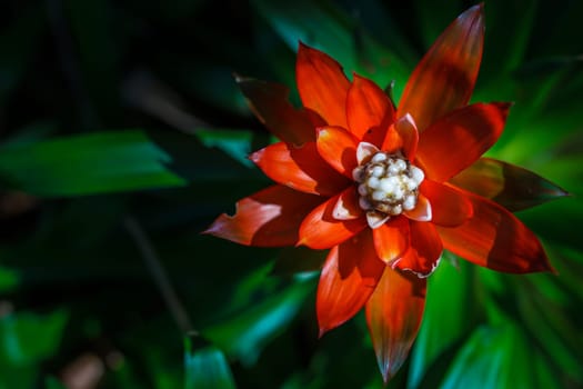 brown flower on green leaf background