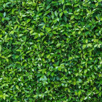 Green leaf wall