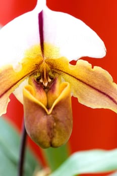 The orchis of spring, green lady slipper over red
