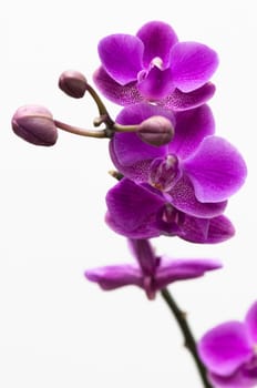 Pink orchid flower isolated on white background