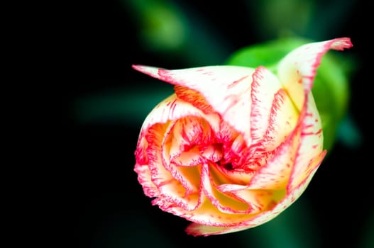 Close shot of carnation over dark background