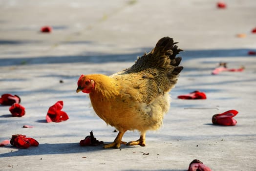 Walking hen in rural area with kapok flowers