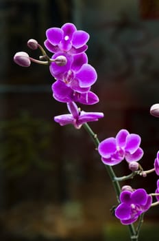 Pink orchid flower over black background