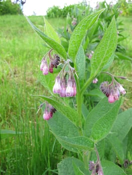 Beinwell,Symphytum