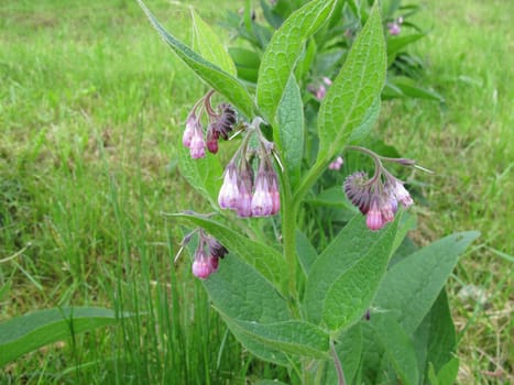 Beinwell,Symphytum