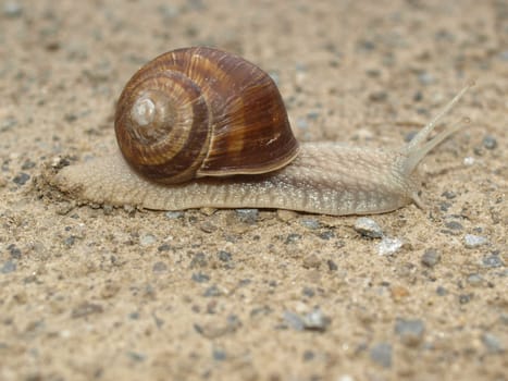Snail