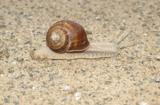 Snail