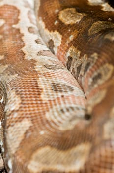 Close-up of a winding colored python (Python curtus) on the ground