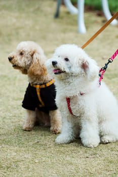 Two adorable dogs sitting in lawn side by side