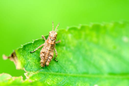 The side view of grasshopper on leaf