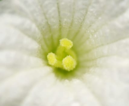 The close up center of white flower