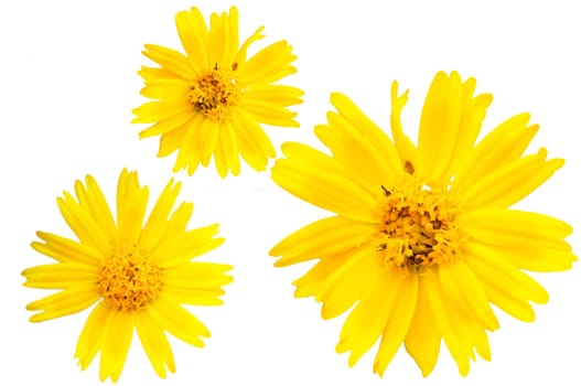 The closeup view of isolated yellow floret over white