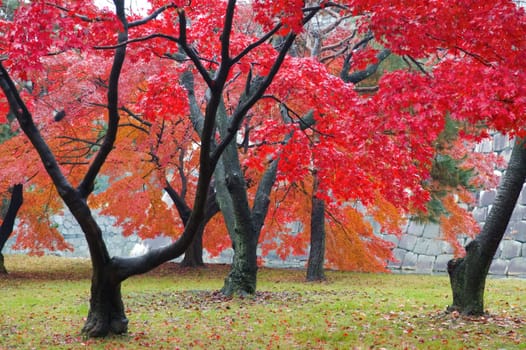 The red maple trees in japanese garden