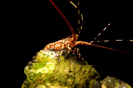 Photo of color lobster with coral over black