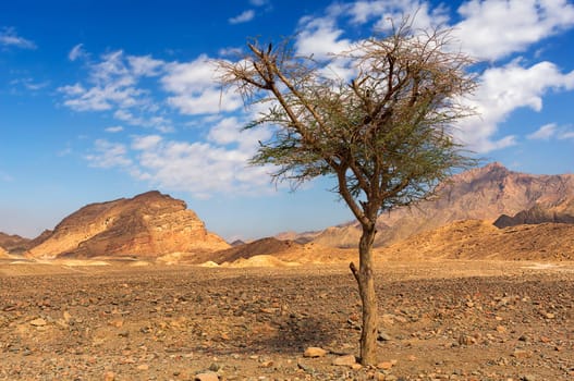 through the wild Sinai