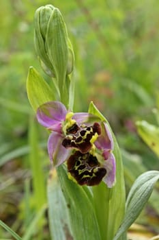 Bumblebee Ragwurz (Ophrys holoserica)