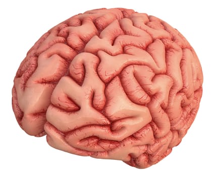 Human brain on white background with clipping path included.