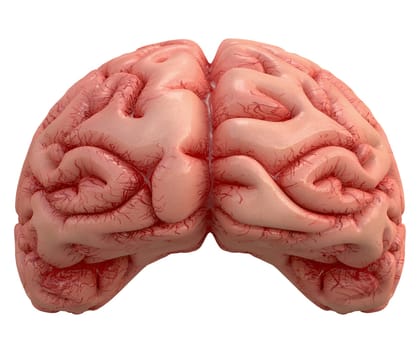 Human brain on white background with clipping path included.
