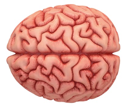 Human brain on white background with clipping path included.