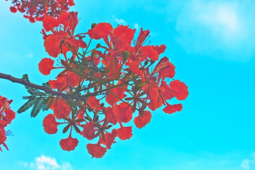 Peacock flowers on poinciana tree and blue sky background