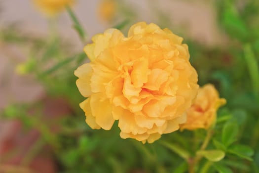 Yellow Portulaca flowers at the garden in morning