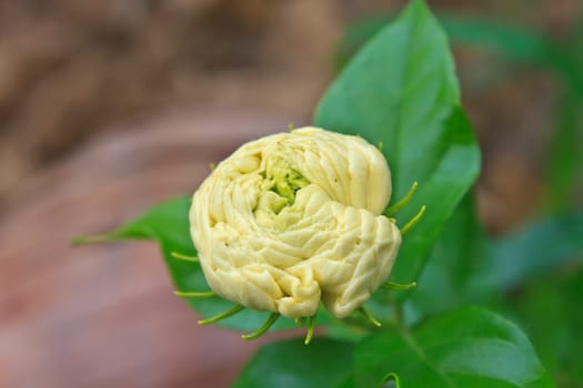 Arabian jasmine (Jasminum sambac) flower on tree in the garden