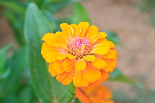 Zinnia elegans in field, summer in garden Thailand