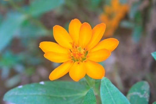 Zinnia elegans in field, summer in garden Thailand