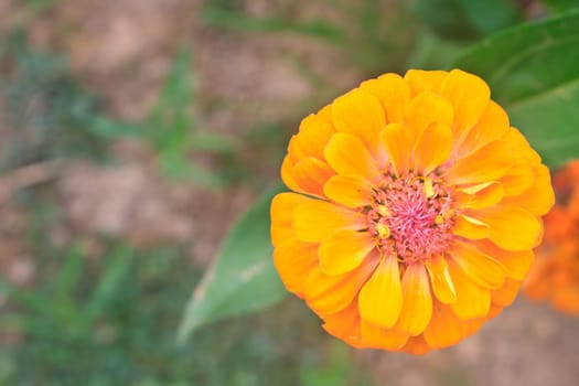 Zinnia elegans in field, summer in garden Thailand