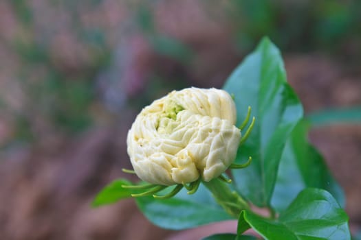 Arabian jasmine (Jasminum sambac) flower on tree in the garden