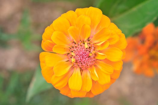 Zinnia elegans in field, summer in garden Thailand