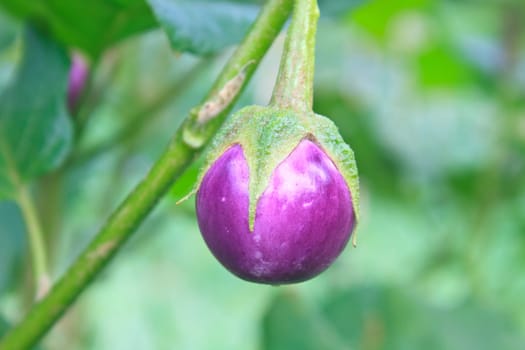 fresh vegetable eggplant on tree in garden
