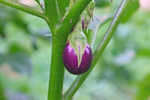 fresh vegetable eggplant on tree in garden
