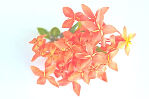 Red Ixora (Coccinea) the Beautiful Flower on background